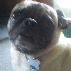 Meet your Posher, Billy